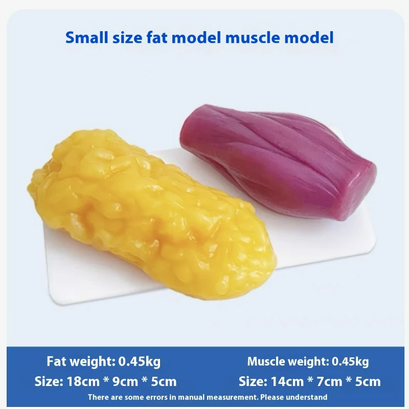 Réplicas de Músculos e Gordura - Nutrition Fitness avaliação e preço